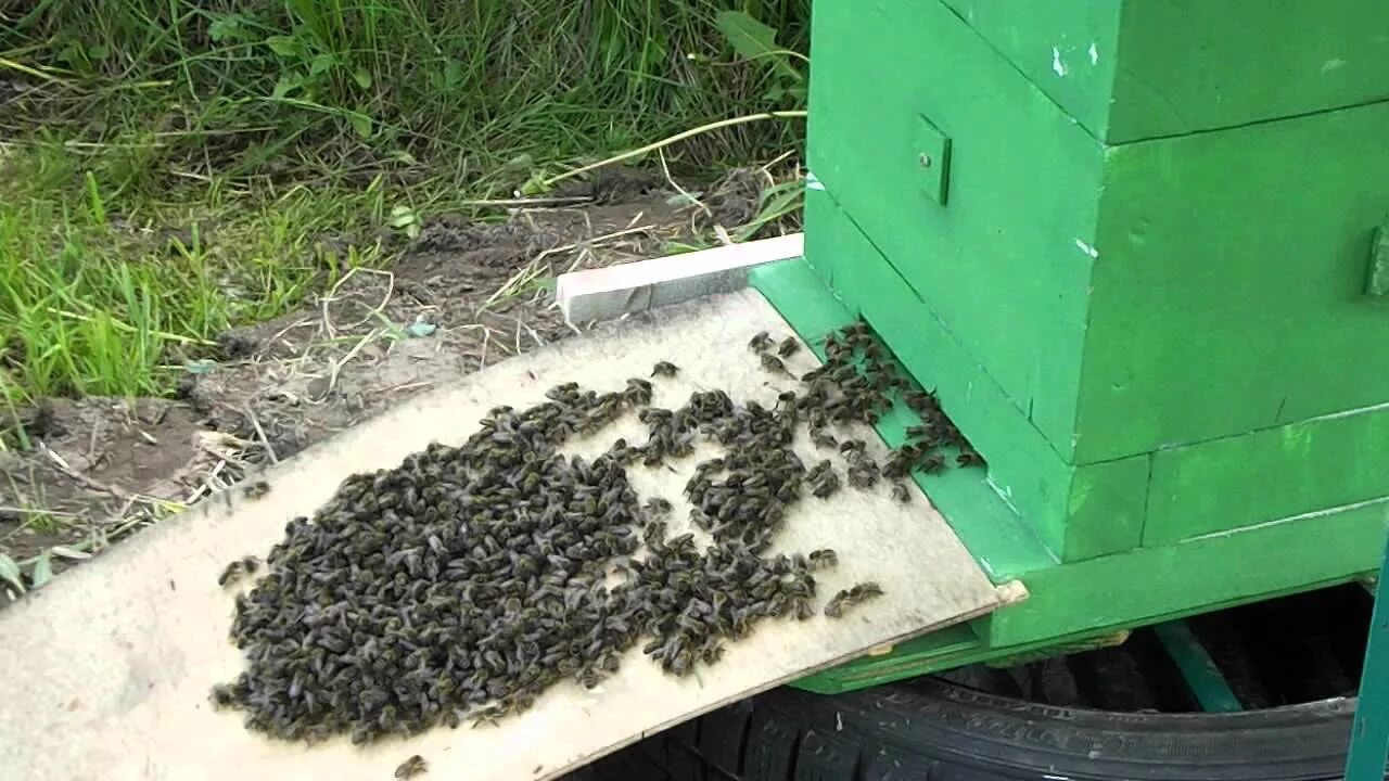 Леток что это. Леток для пчел. Леток японский улей. Леток для улья. Размер пчелиного Летка.