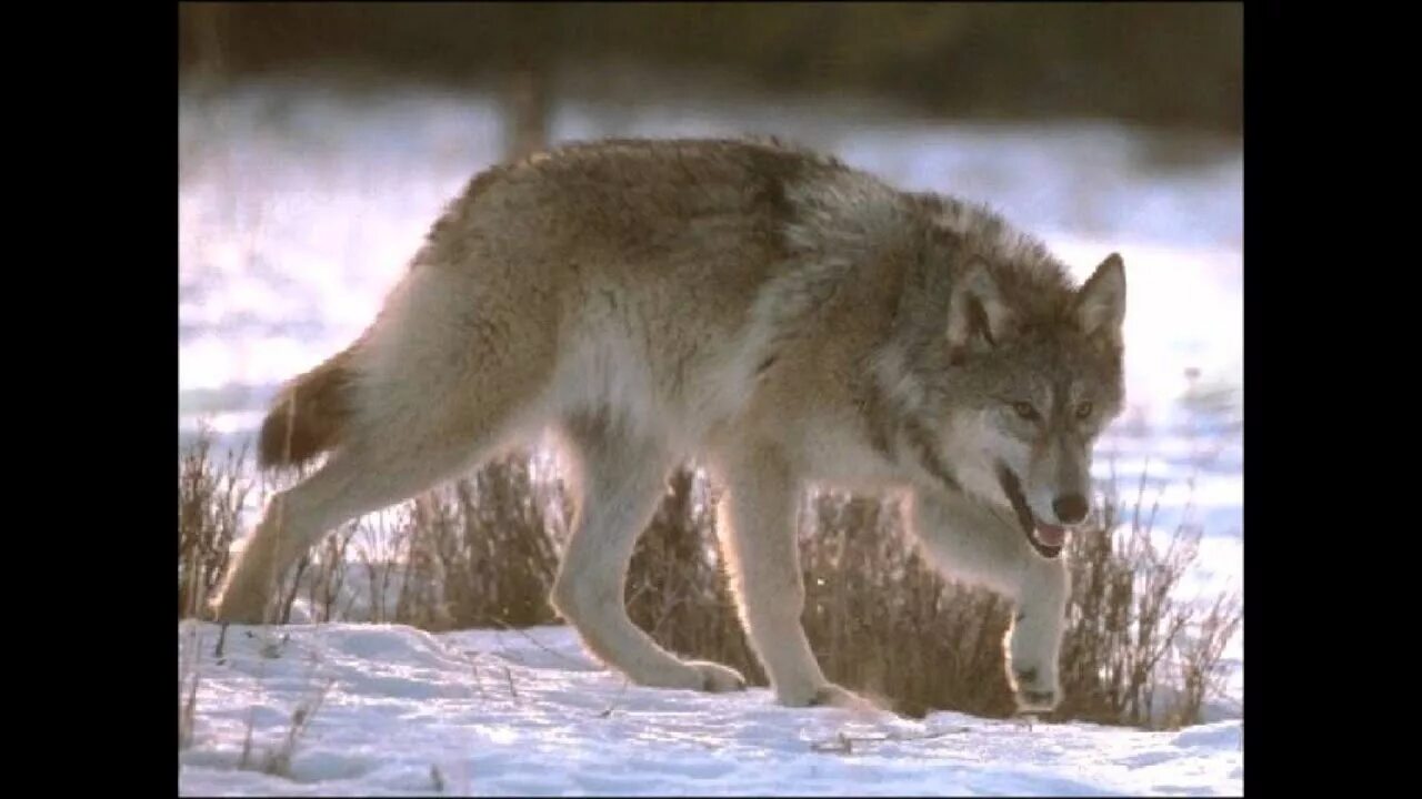 Сибирский волк. Степной волк. Волк в степи. Среднерусский Лесной волк.