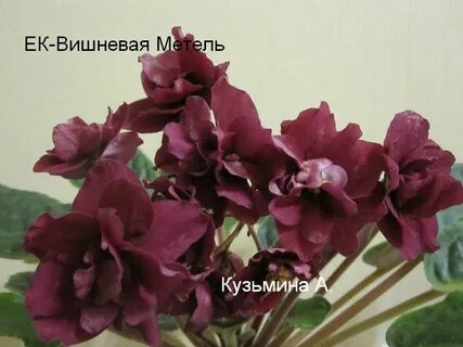 Вишневая метель