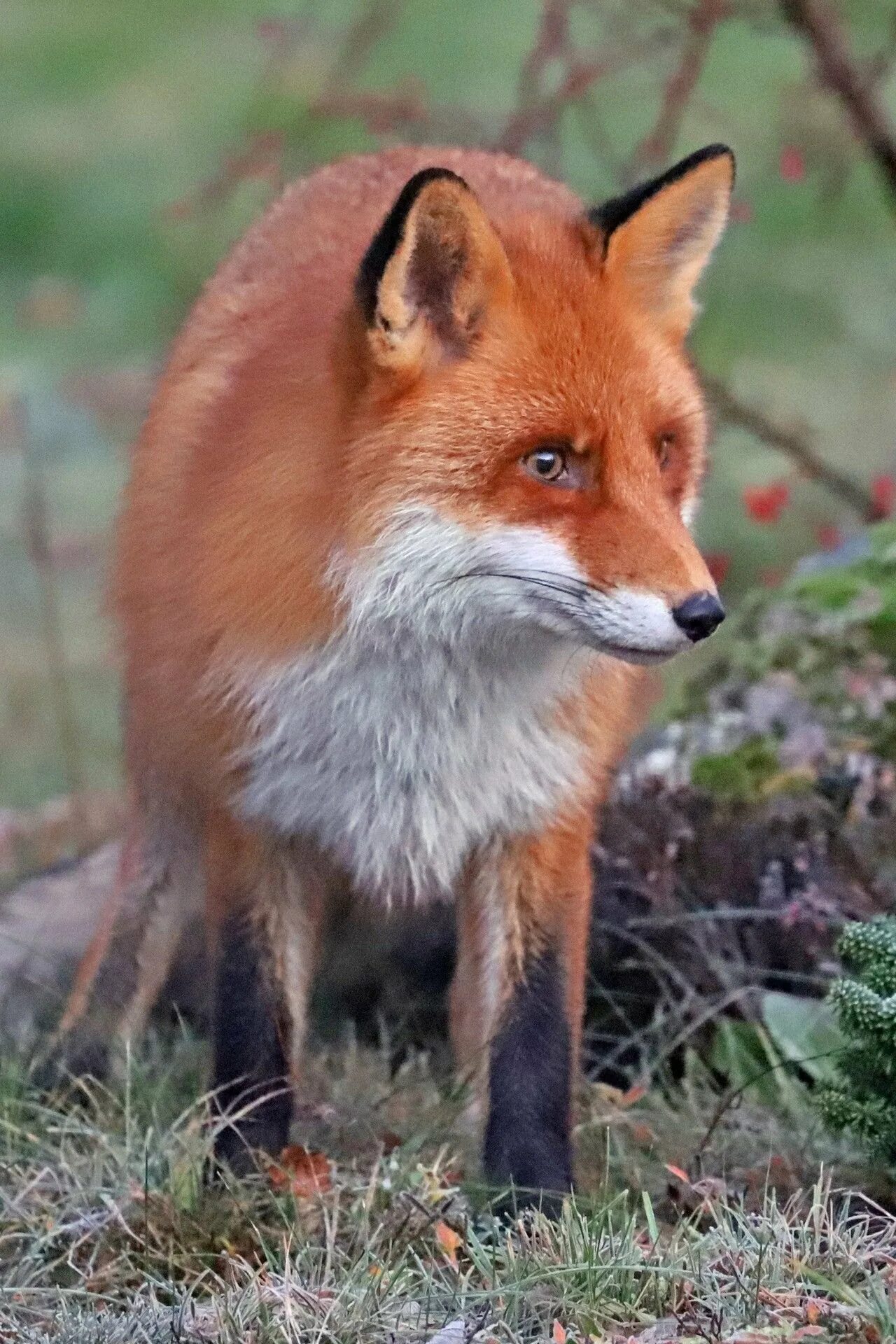 Красная лиса. Красная лисица (red fox) - aabb. огневка лиса красная. лисий фокс. лиса беломордая красная.