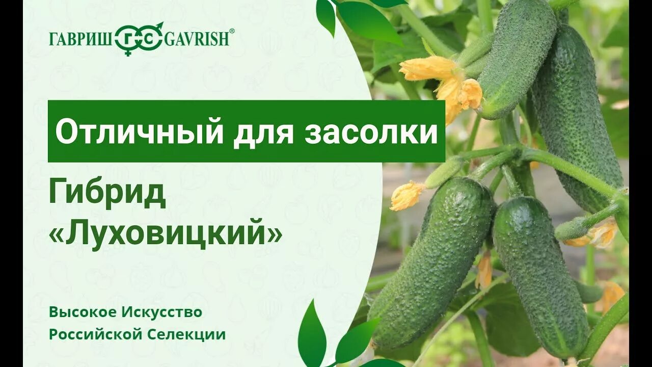 Семена Огурец "F1 Луховицкий", серия 1+1, Гавриш, 20 шт. - купить в интернет-маг