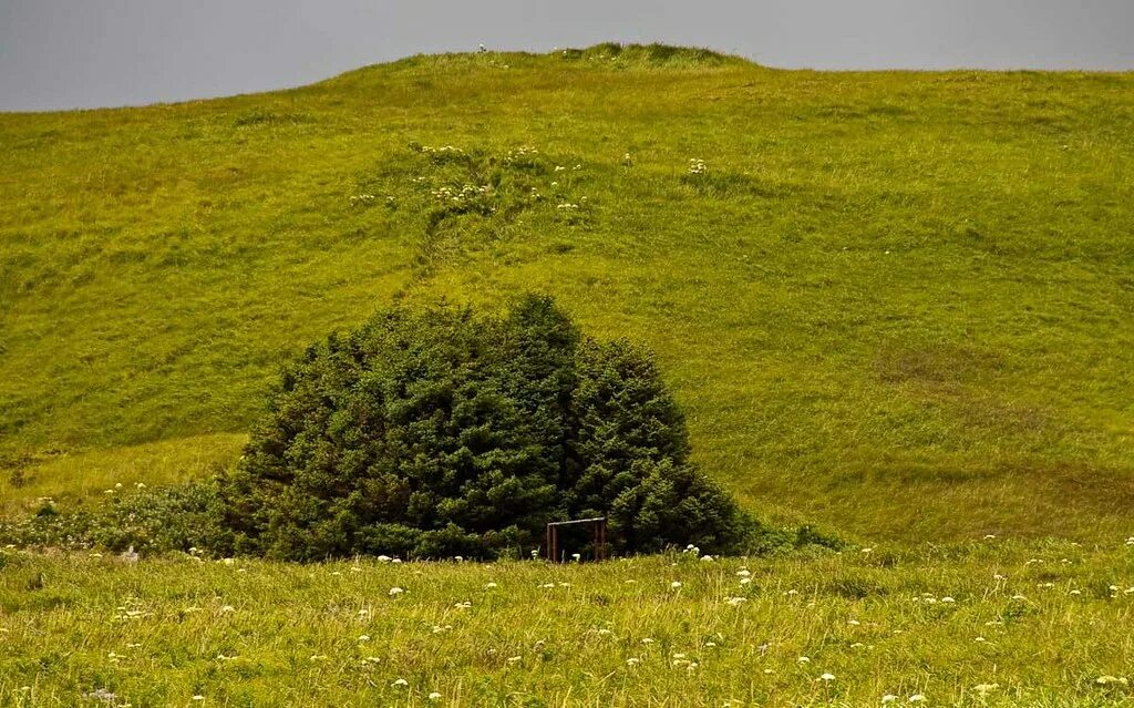 Место где ничего не растет. Самый маленький лес. Самый маленький национальный парк. Дерево Адак. Самый маленький лес в мире.