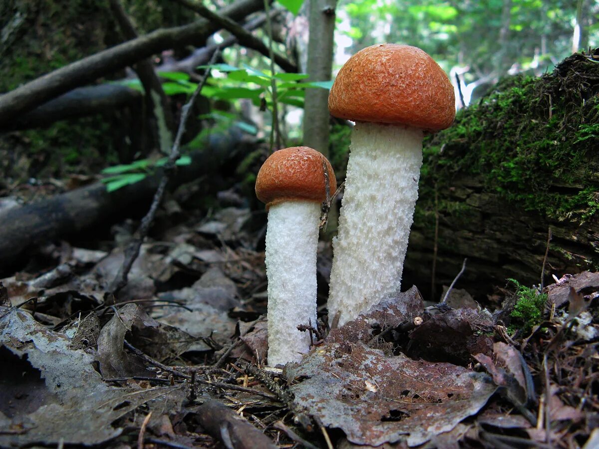 Подосиновик белоножковый. Красный гриб подосиновик. Leccinum albostipitatum. Гриб подьосиновик белоножкоаый.