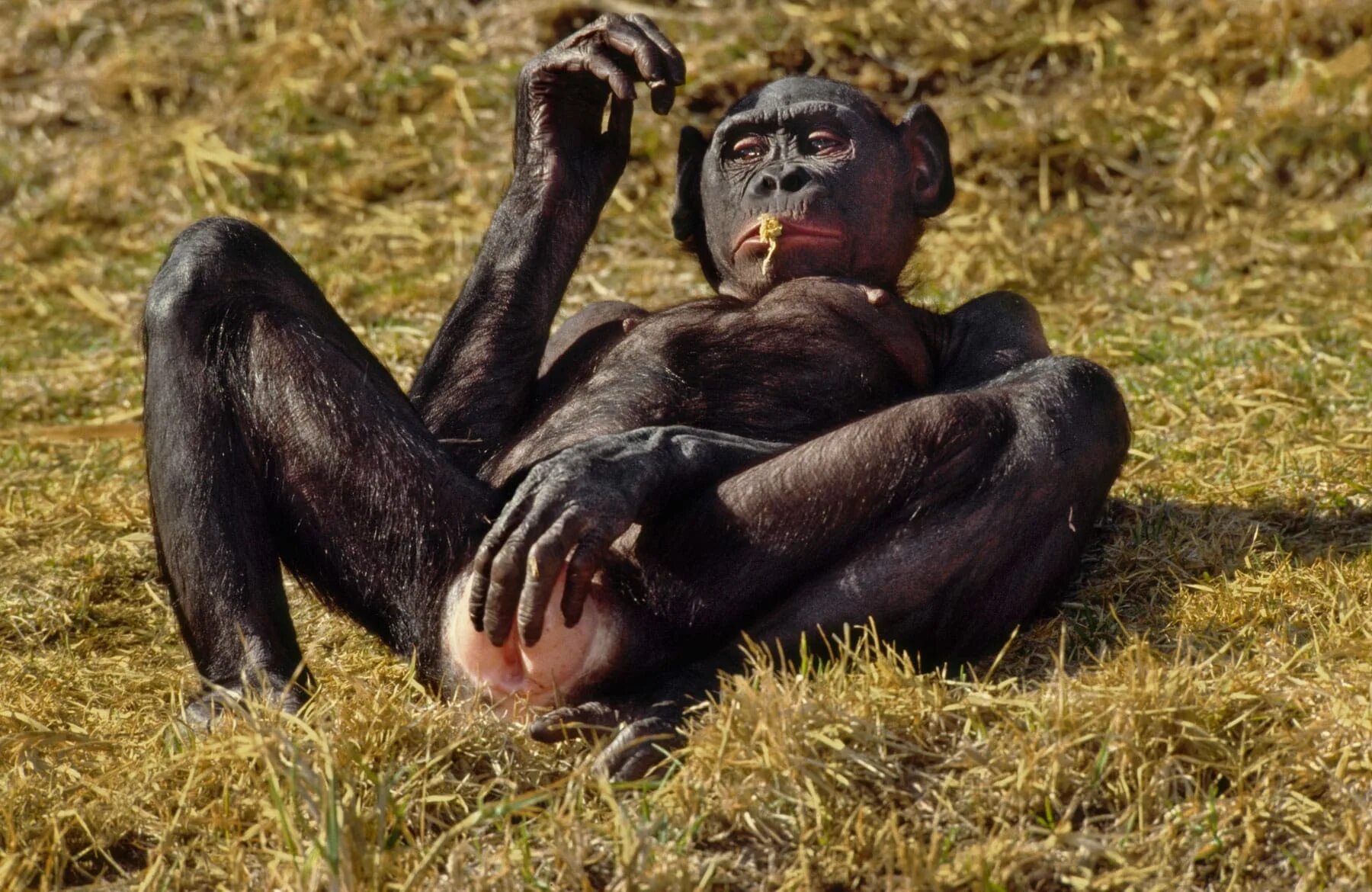 Шимпанзе бонобо. Шимпанзе бонобо спариваются. Самка бонобо. Горилла бонобо.