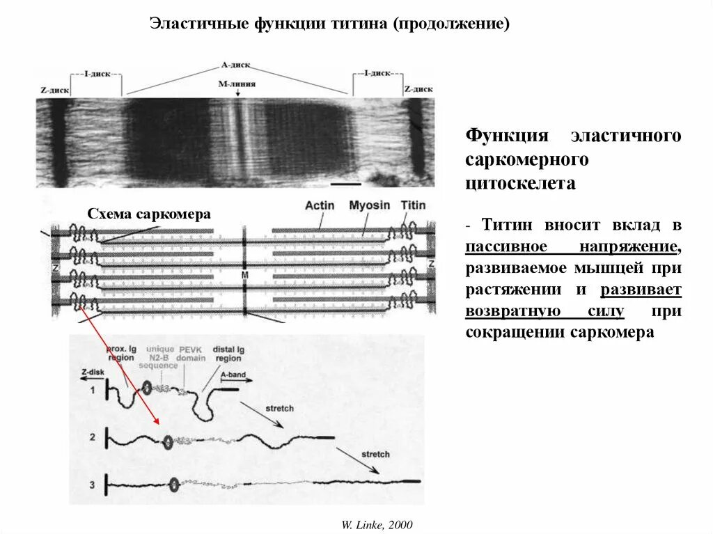 Белки саркомера. Титин функция. Белок титин функции. Белок титин в саркомере. Функция белка титина.