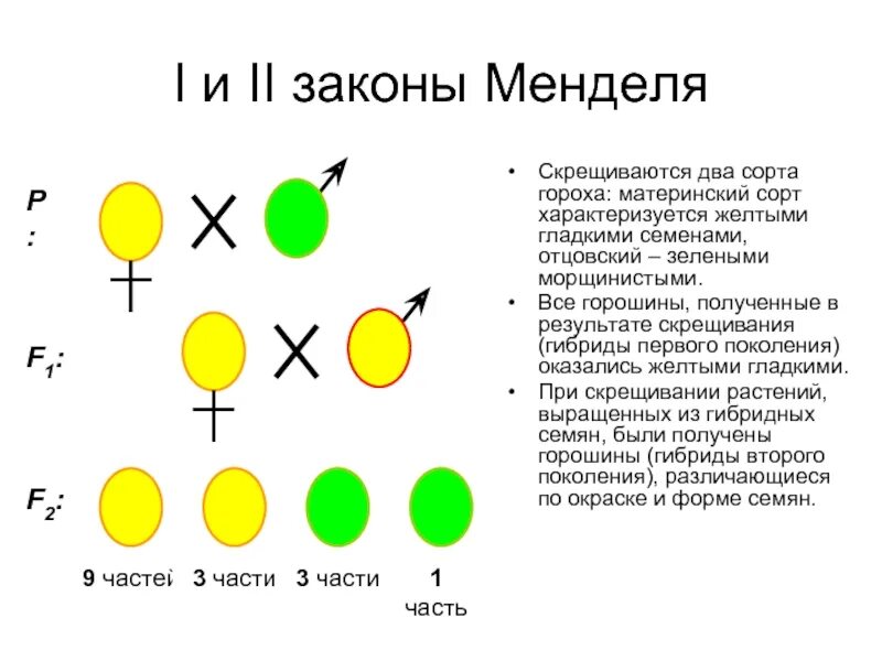 1 Закон Менделя схема с горохом. 2 Поколение в закон Менделя.. Первый опыт Менделя. Схема скрещивания гороха Мендель.