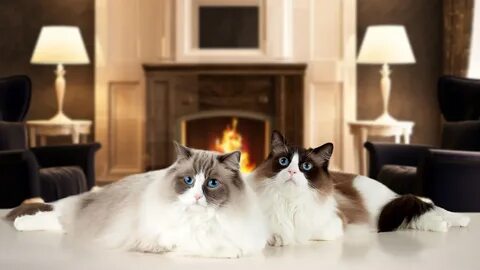 Her cat 2