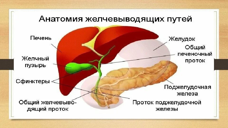 Нету желчного пузыря. Строение желчных протоков. Схема желчный пузырь и печень. Пузырный желчный проток анатомия. Строение желчевыводящих путей анатомия.