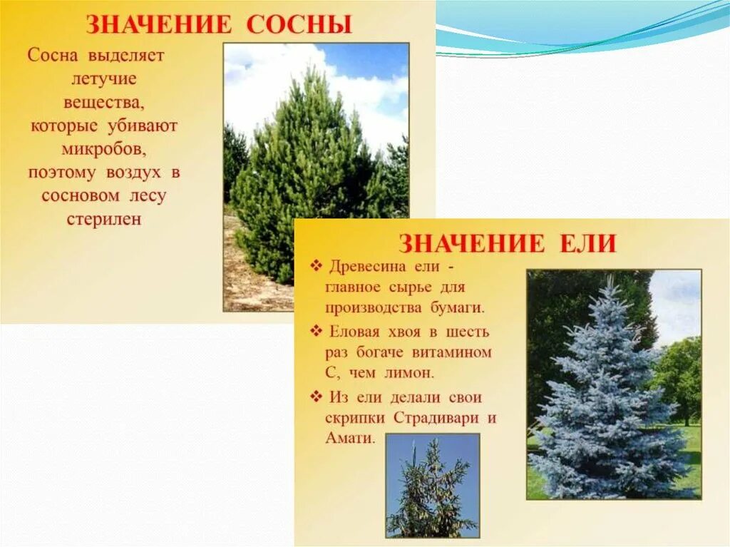 Каково значение хвойных. Значение сосны. Значение сосны для человека. Значение ели в природе. Ель значение для человека.