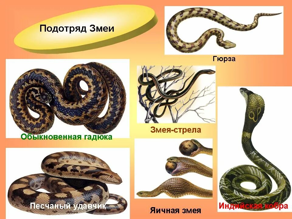 Выберите не ядовитую змею