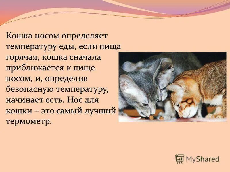 Влажный нос у кошки. Почему у кошек мокрый нос. Почему у кошек мокрый нос или сухой. Почему у кошки сухой нос. Почему у кошек и котов мокрый нос.