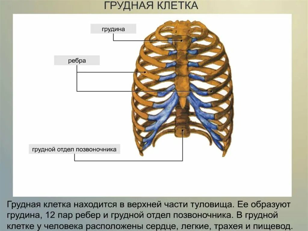 Анатомия скелет грудной клетки ребра Грудина. Строение женского скелета грудной клетки. Функции костей грудной клетки. Грудная клетка с ребрами и грудиной.