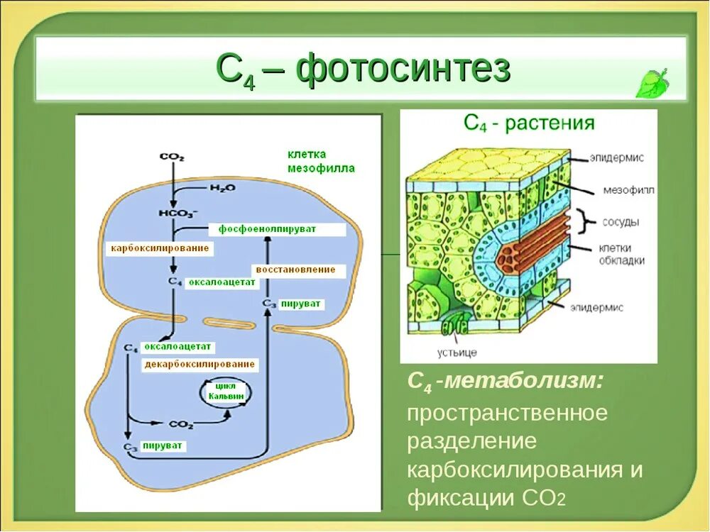 Фотосинтез с4 путь хэтча Слэка. Строение листа с4 растений. С4-путь фотосинтеза (цикл хетча — Слэка). С4 путь фотосинтеза клетки.