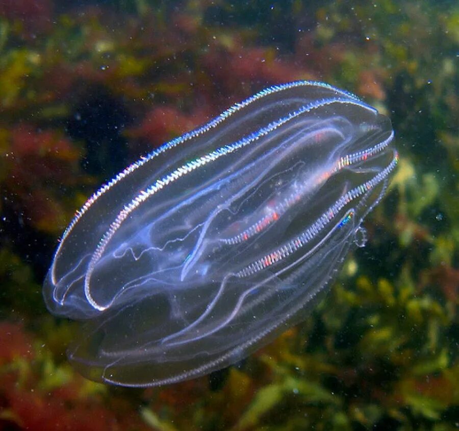Гребневик мнемиопсис. Медуза Гребневик. Медуза Гребневик черного моря. Мнемиопсис медуза.