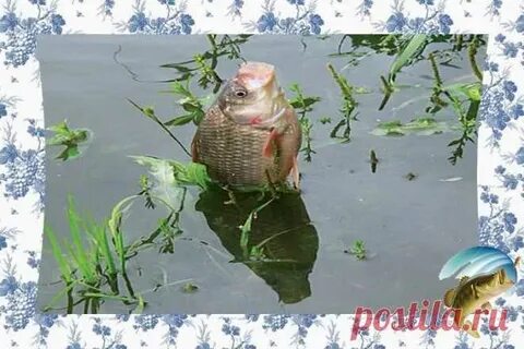 Когда начинается карась