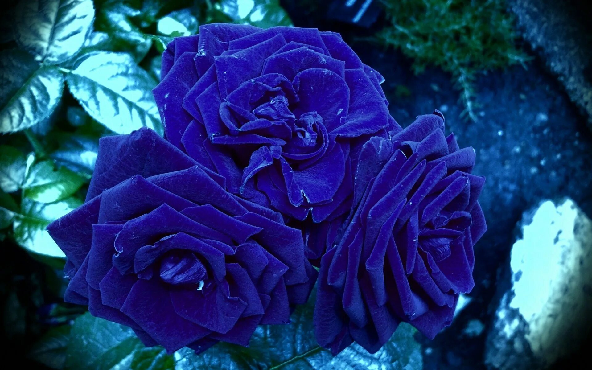 1 часть синий. Роза плетистая голубая. Роза плетистая голубая мечта. Синяя роза Блю Мун. Роза плетистая синяя.