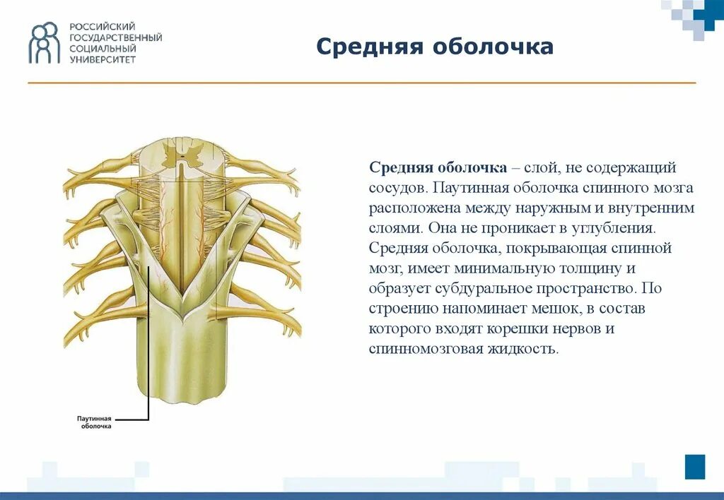 Мягкая оболочка спинного. Паутинная оболочка спинного мозга. Спинной мозг мягкая оболочка паутинная оболочка. Паутинная оболочка спинного мозга расположена. Твердая оболочка спинного мозга.