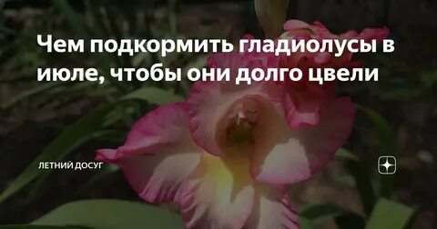 Гладиолусы подкормка