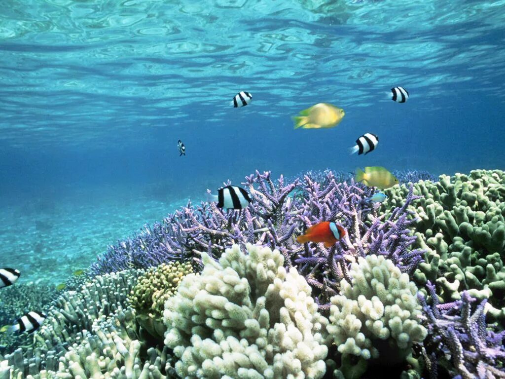 Коралловые рифы Средиземного моря. Эйлат коралловый риф. Кораллы Средиземного моря Турция. Подводный мир красного моря. Жизнь морского океана