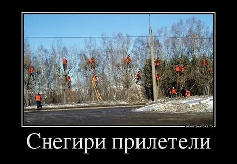 Грачи прилетели и охренели