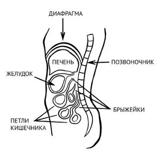 Висцералка кармацкий книга