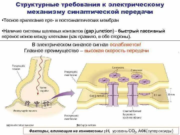 Синапс процесс