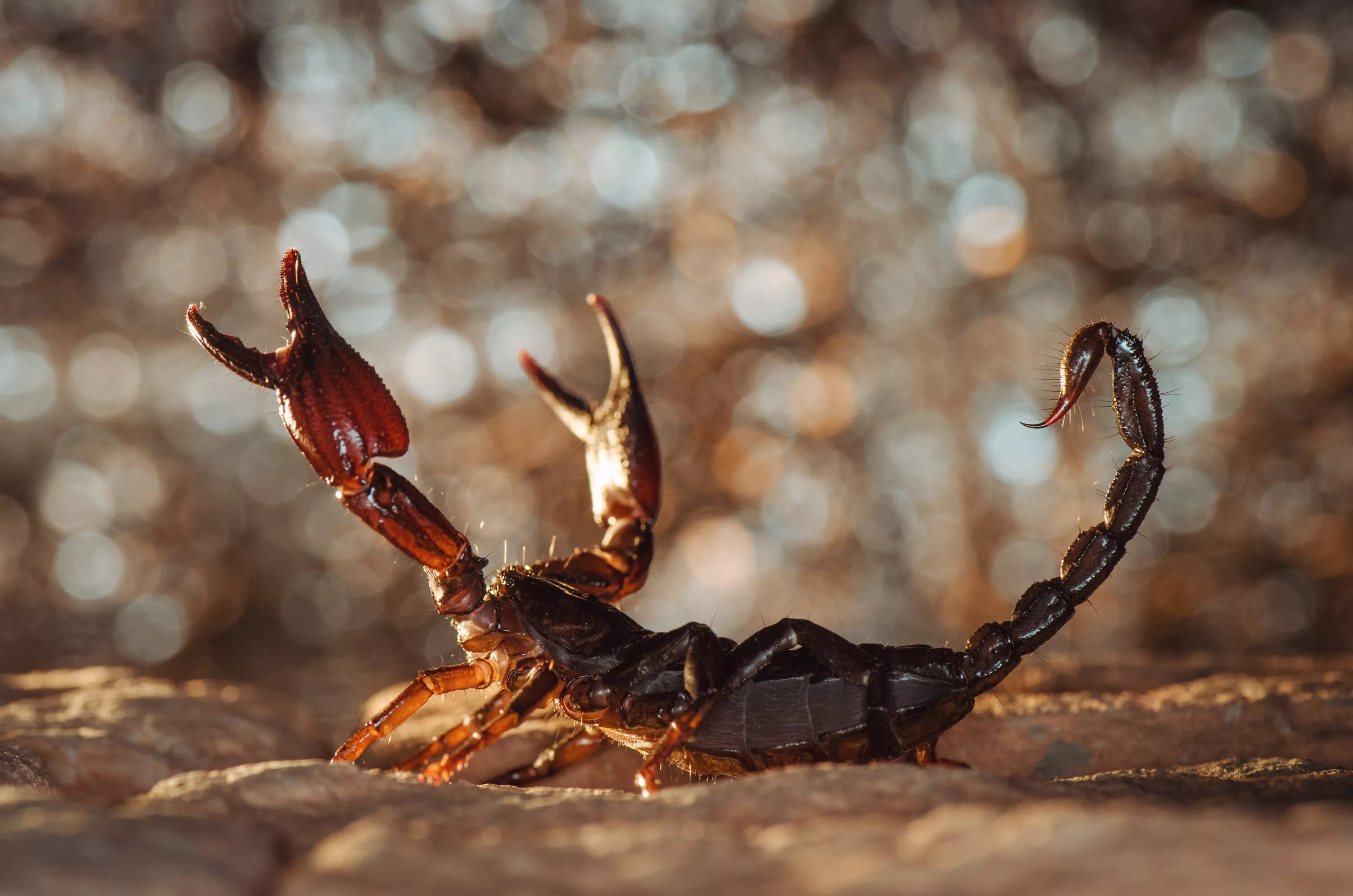 Скорпион. Скорпион картинки красивые. Красивый скорп. Скортиое. Animals scorpions