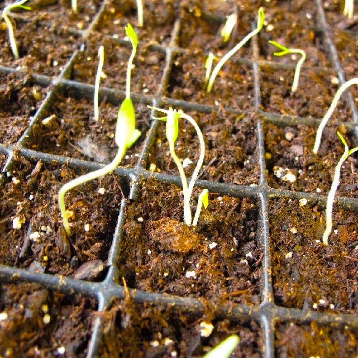 Сколько всходит рассада помидор в домашних условиях. Tomato Seed germination. Прорастание помидора. Как всходят помидоры фото. Рассада помидоров новичок.