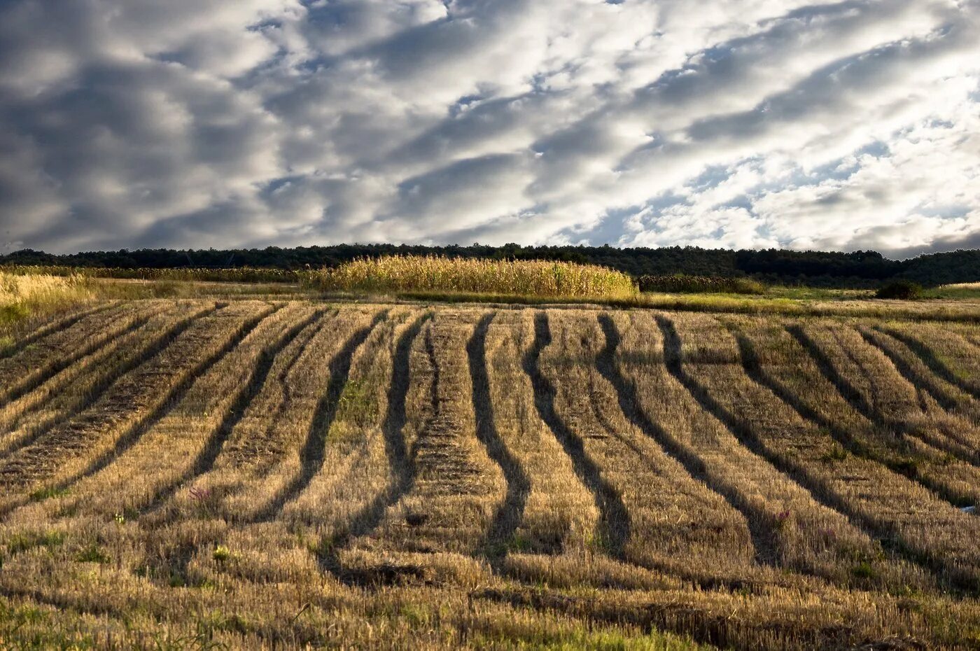 Пахотные земли в лесостепи. Вспаханное поле Новосибирск окраина. Поле пашня. Сельскохозяйственные угодья. Русское вспаханное поле