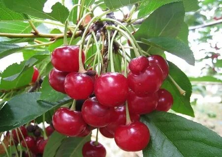 Какие сорта вишни посадить