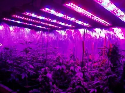 Led plant lights