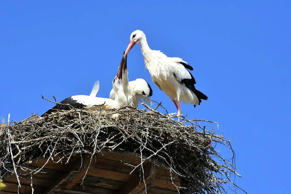 Почему много аистов. Белый Аист гнездо. Белый Аист гнездо на крыше. Гнездо аиста. Гнездо аистов на крыше.