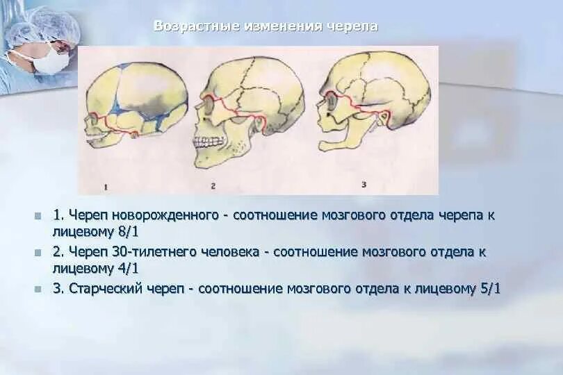 Основным признаком возрастных изменений костей. Изменения лицевого и мозгового отделов черепа ребенка.. Возрастные изменения черепа. Соотношение мозгового и лицевого черепа. Возрастные изменения мозгового черепа.