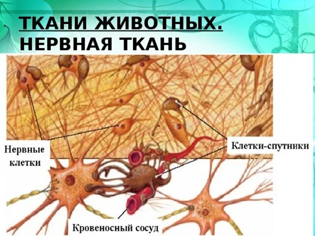 5 тканей животных. Нервная ткань животных таблица. нервная ткань животного. нервная ткань животных 5 класс. нервная ткань животных рисунок.