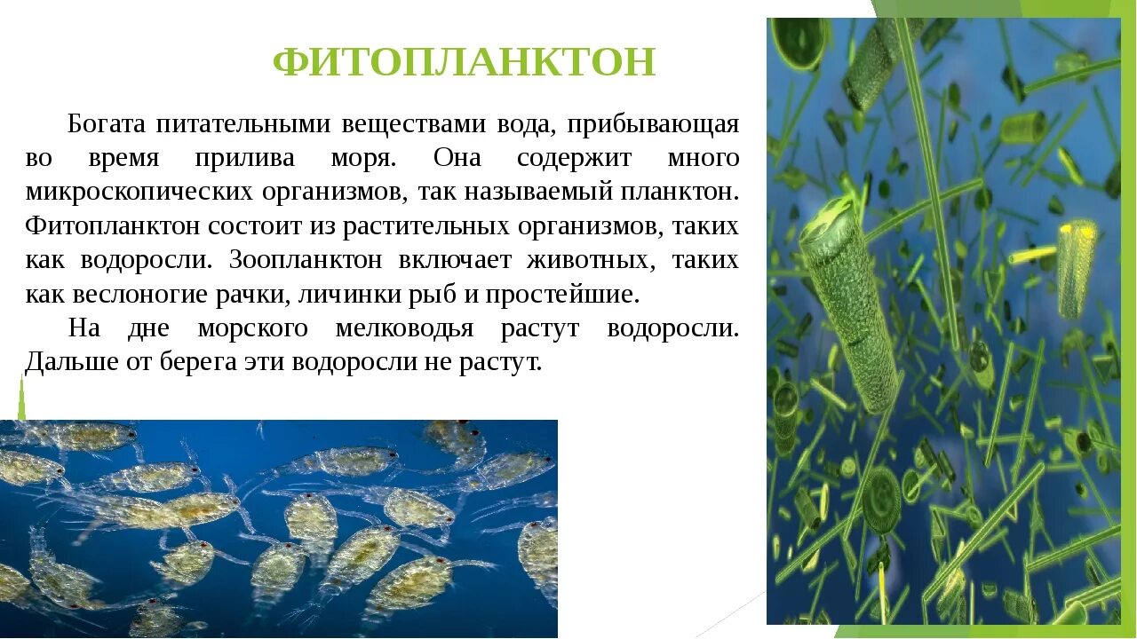 Биомасса фитопланктона в теплых морях больше. Фитопланктон диатомовые водоросли. Планктон фото. Представители фитопланктона. Фитопланктон понятие.
