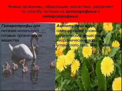 Гетеротрофные экосистемы