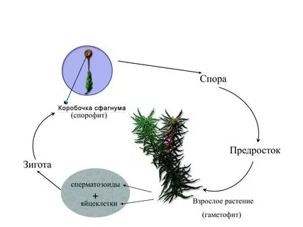 Где располагаются споры у сфагнума