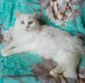 Кошка абрамова