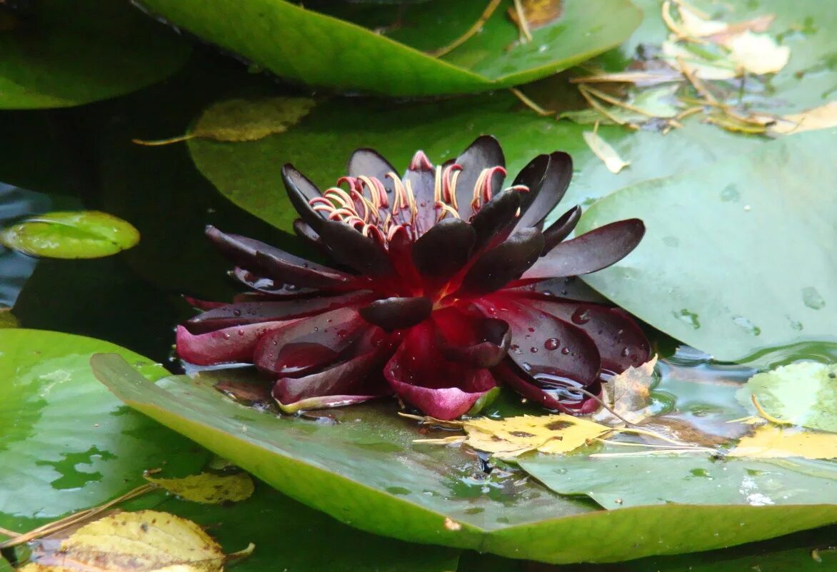 Нимфея краснолистная. Разноцветные кувшинки. Отражения в пруду с кувшинками. Кувшинка снежно-белая. Сибирь нимфеи кувшинки.