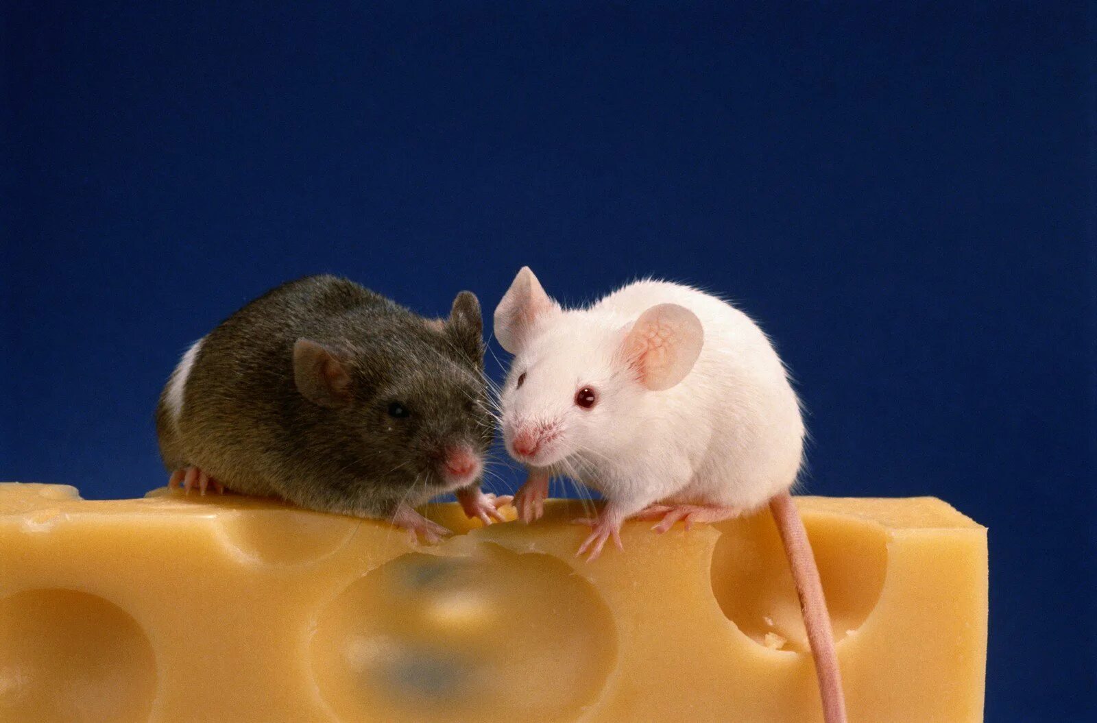 Мышка. Мышка в сыре. Мышка с мышатами. Крыса и сыр.