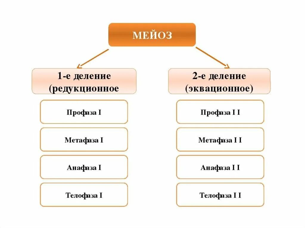 Эквационное деление мейоза. Схема мейоза 10 класс. 1 деление мейоза схема. Деление клетки мейоз схема. 2 деления мейоза редукционное и эквационное.