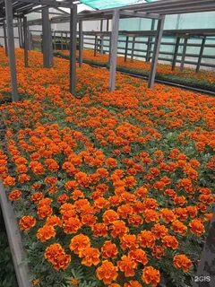 Зеленстрой новокузнецк
