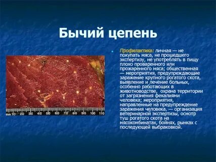 Меры борьбы бычьего цепня