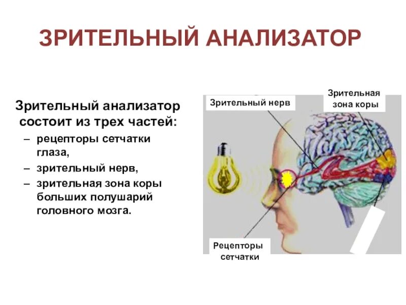 Зрительные рецепторы это. Анализатор орган рецепторы зрительный нерв. Строение зрительного анализатора Рецептор. Зрительный анализатор рецепторы сетчатки.