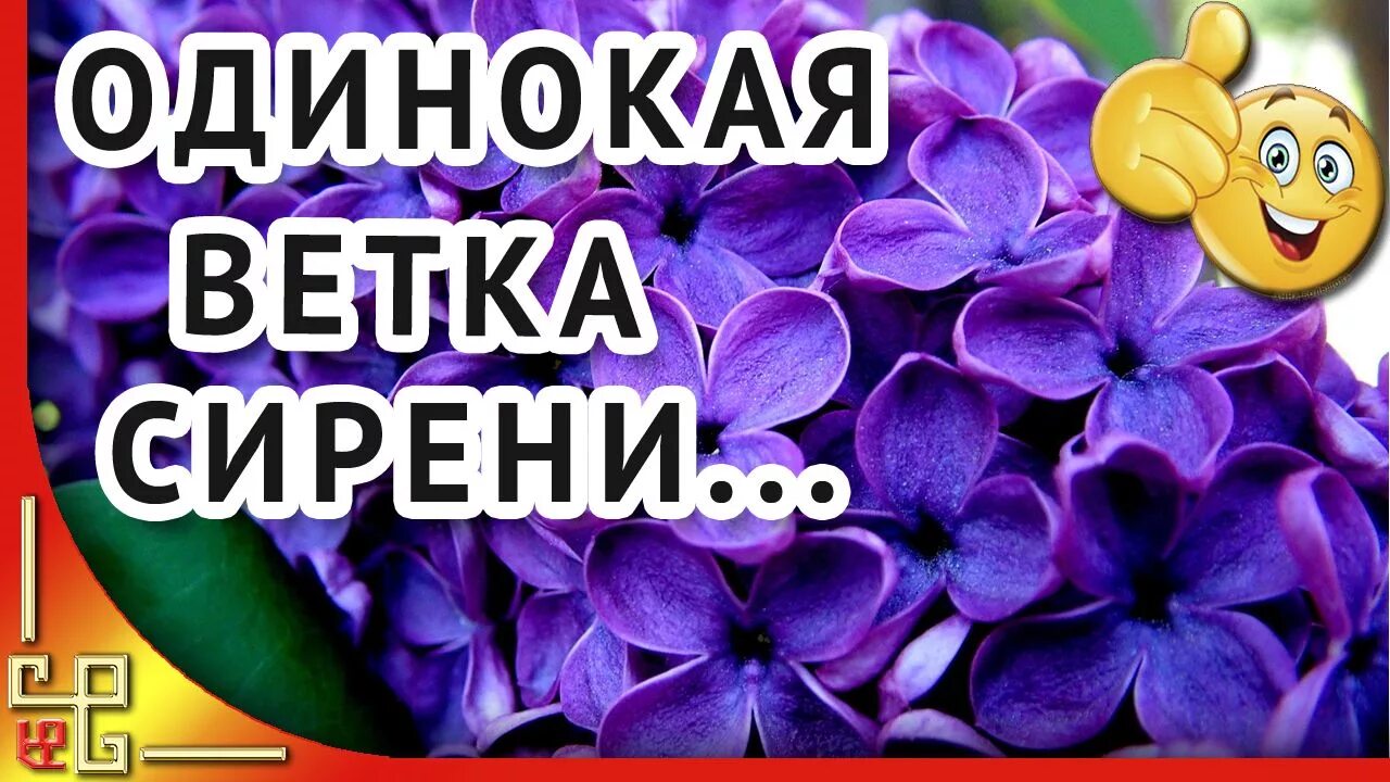 Песня на последний звонок сирень. Одинокая ветка сирени. Одинокая ветка. Одинокая ветка ветка сирени. Одинокая увтка сиререни.