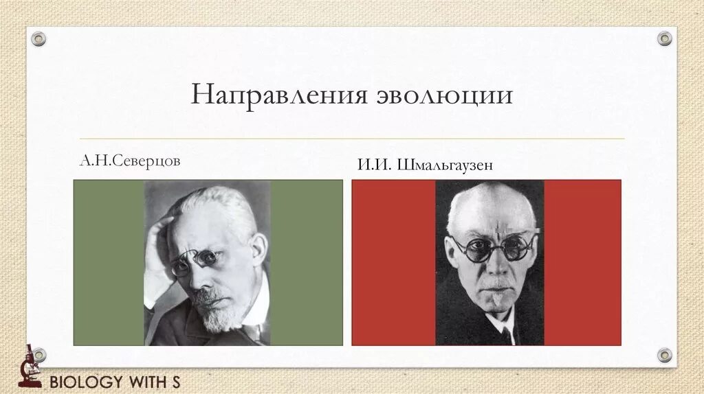 Направление эволюции северцов. Северцов и Шмальгаузен. Северцов и Шмальгаузен вклад в биологию. Главные направления эволюции Северцов и Шмальгаузен. А Н Северцов и и и Шмальгаузен.