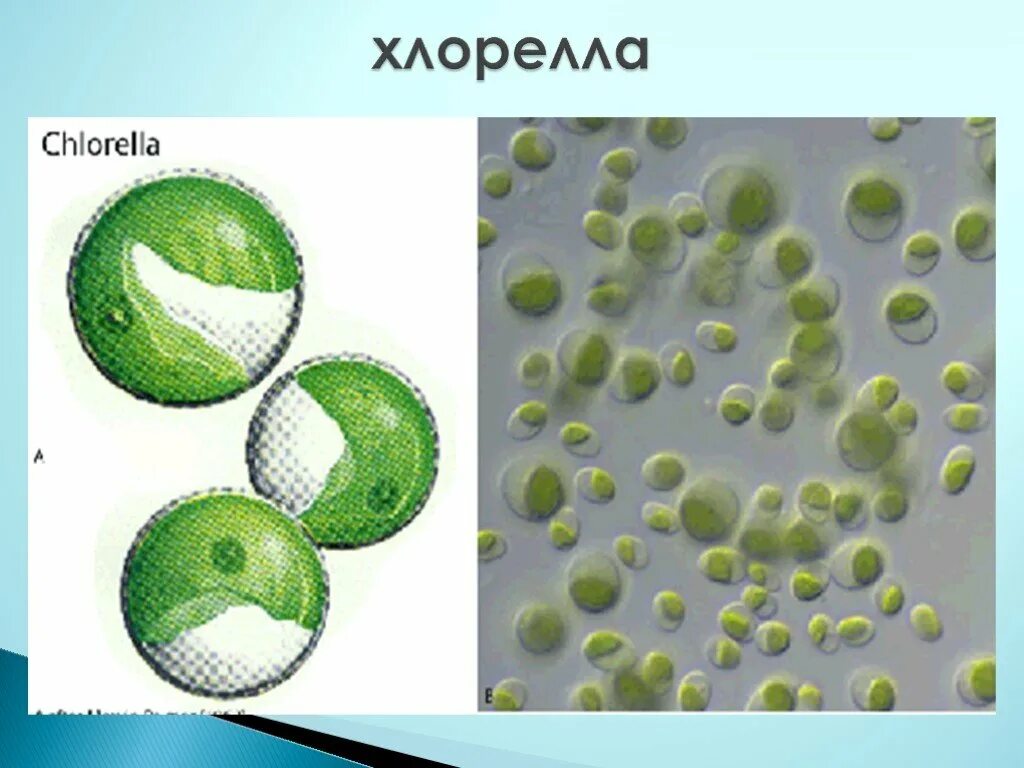 Чем хлорелла отличается от бактерии. Хлорелла водоросль. Одноклеточные водоросли. Хлорелла строение. Одноклеточные водоросли в воде.