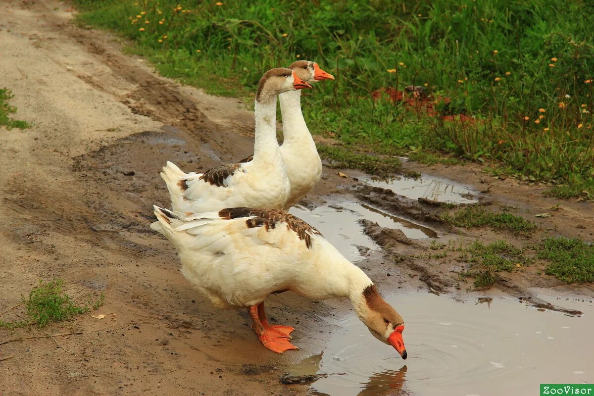 следующий гусь. следующий гусь. гусь. голова гуся. гусь нападает.