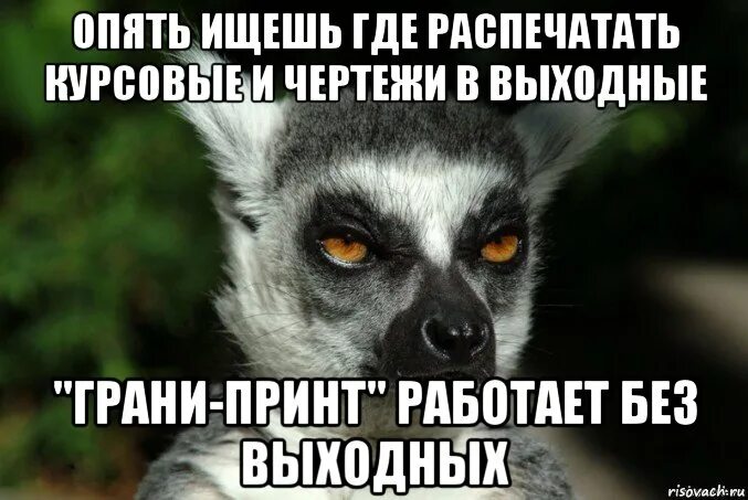 Опять ищет. Курильщик мем. Я с котом советуюсь. Опять ищет. Жрать мем.