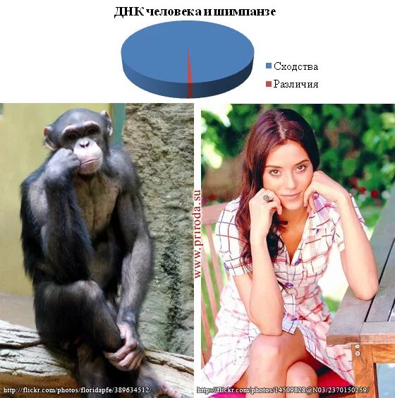 Различие между человеком и обезьяной. Сходство человека и обезьяны. Шимпанзе и человек сходство. Сходства и различия шимпанзе и человека.